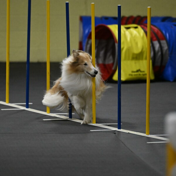 Attie-Schaffer-15302