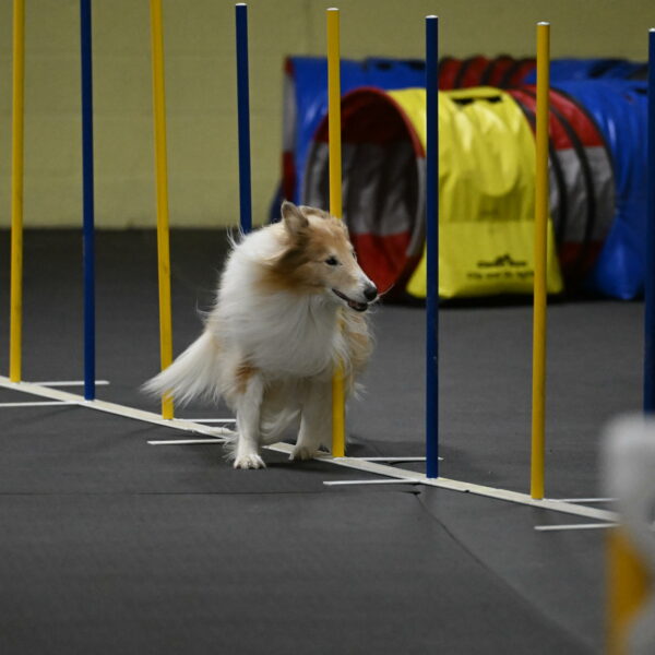 Attie-Schaffer-15303