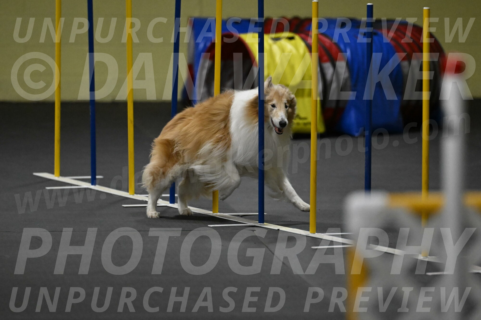 Attie-Schaffer-15306