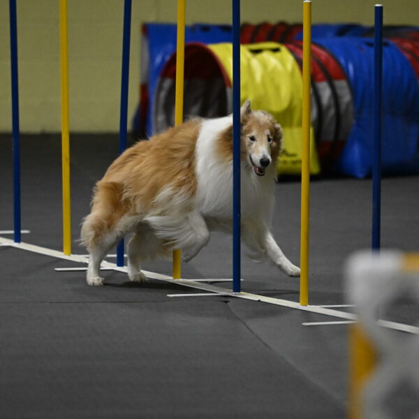 Attie-Schaffer-15306