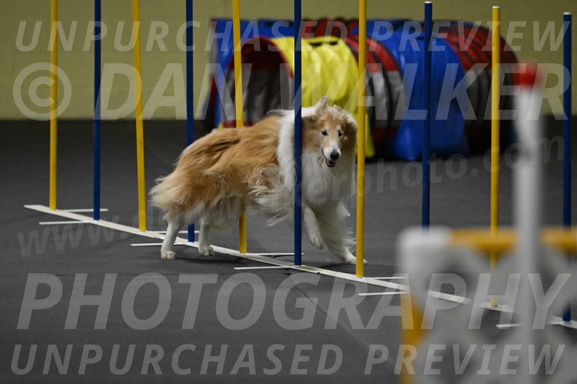 Attie-Schaffer-15307