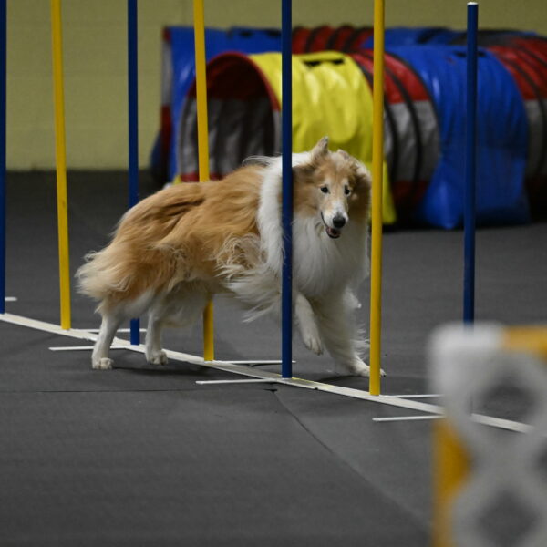 Attie-Schaffer-15307