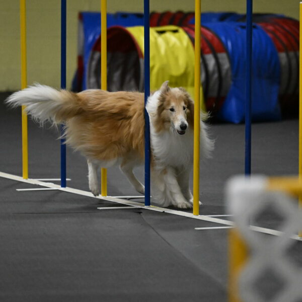 Attie-Schaffer-15308