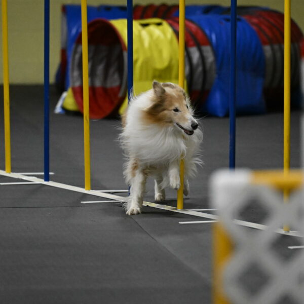 Attie-Schaffer-15311