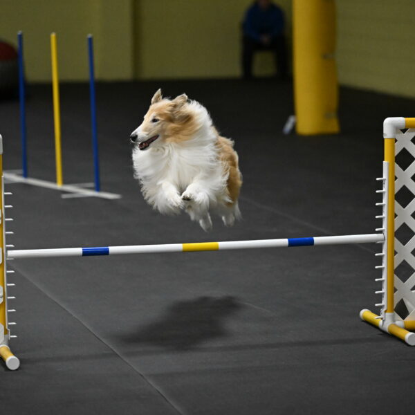 Attie-Schaffer-15317