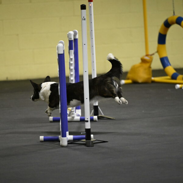 Audacity-Santin-15545