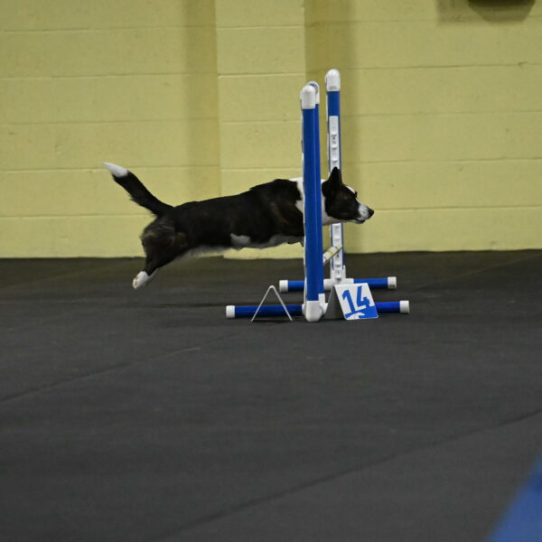 Audacity-Santin-15548