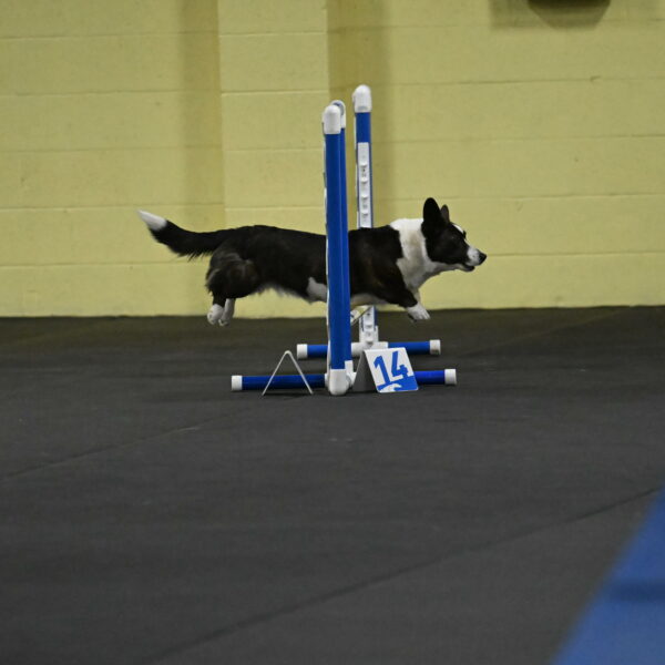 Audacity-Santin-15549