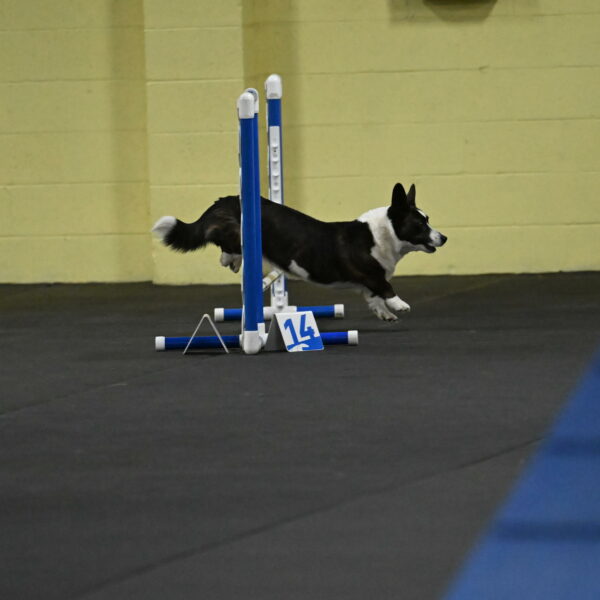 Audacity-Santin-15550