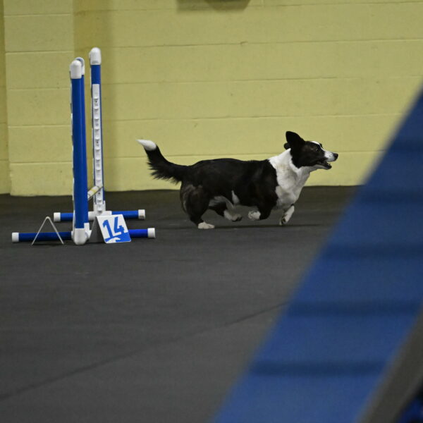 Audacity-Santin-15552