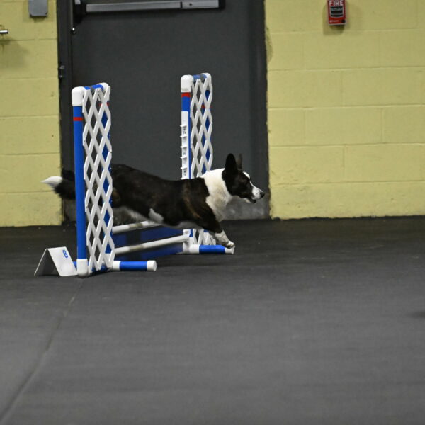 Audacity-Santin-15555