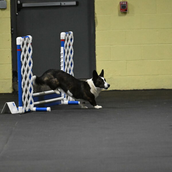 Audacity-Santin-15556