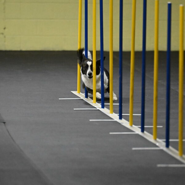 Audacity-Santin-15559