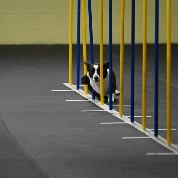 Audacity-Santin-15566