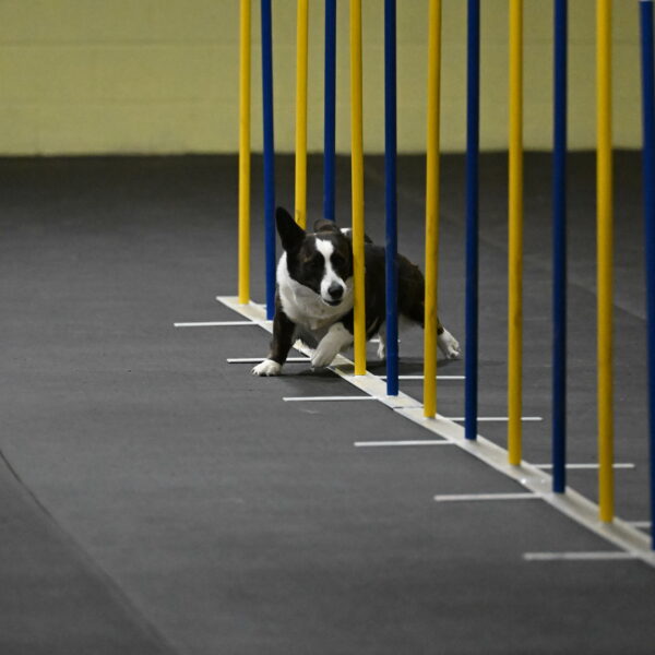 Audacity-Santin-15567