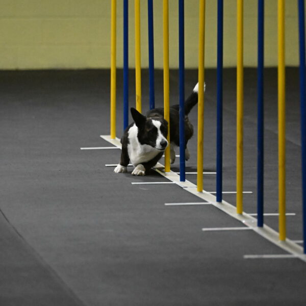 Audacity-Santin-15568