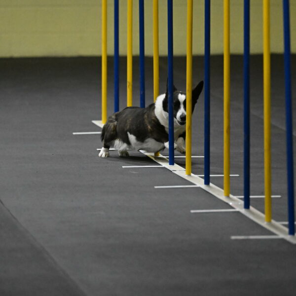 Audacity-Santin-15570