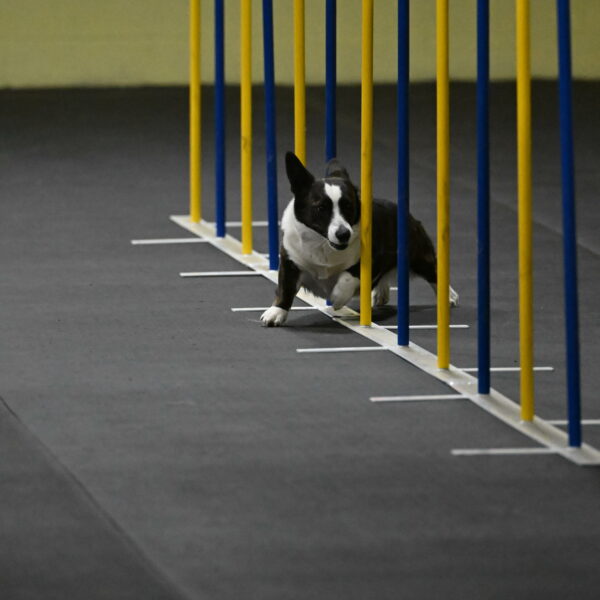 Audacity-Santin-15574