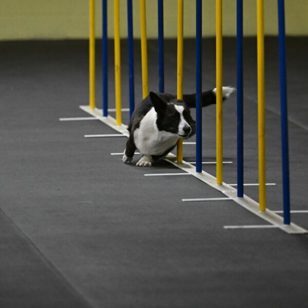 Audacity-Santin-15575