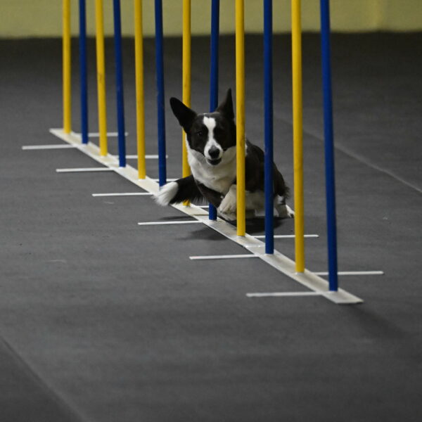 Audacity-Santin-15580