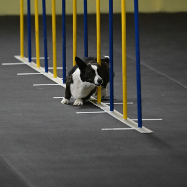 Audacity-Santin-15581