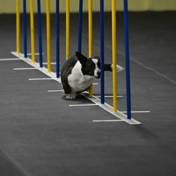 Audacity-Santin-15582