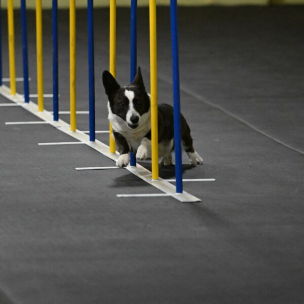 Audacity-Santin-15587