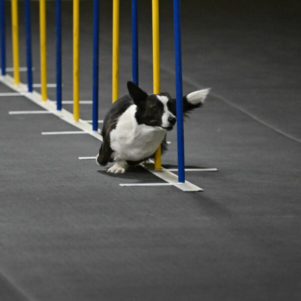 Audacity-Santin-15589