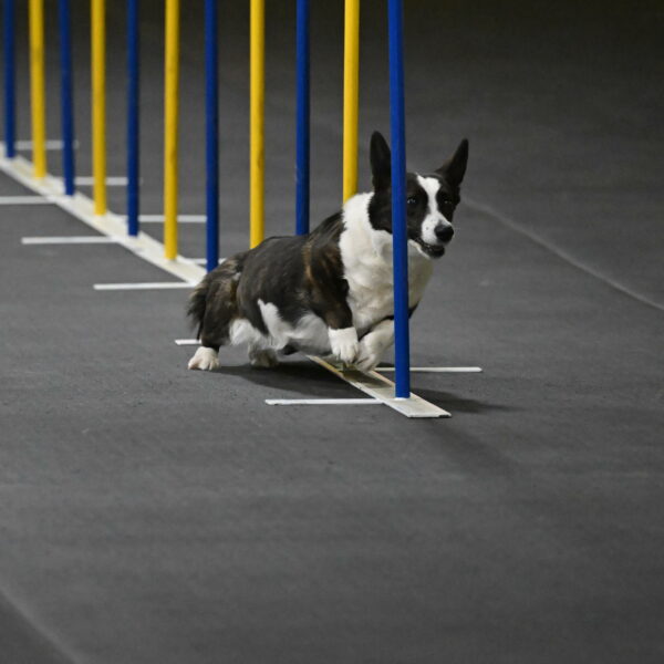 Audacity-Santin-15590