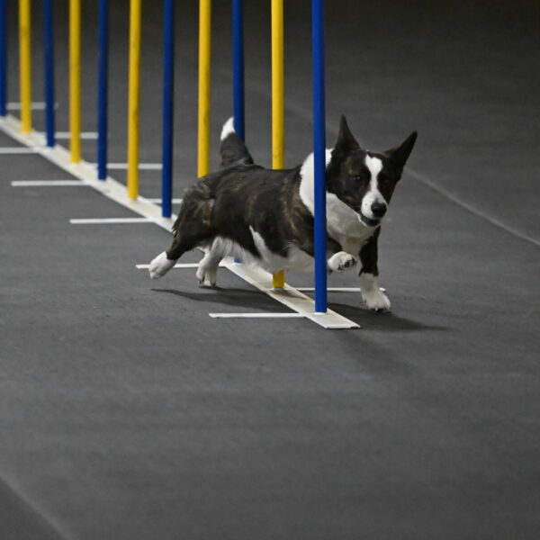 Audacity-Santin-15591