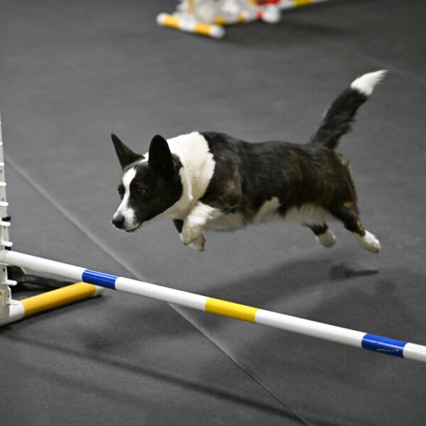 Audacity-Santin-15595