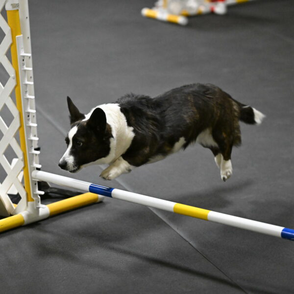 Audacity-Santin-15596