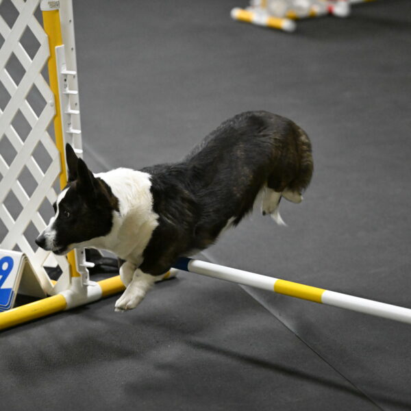 Audacity-Santin-15597