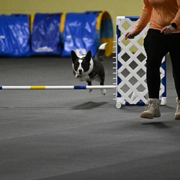 Audacity-Santin-15601