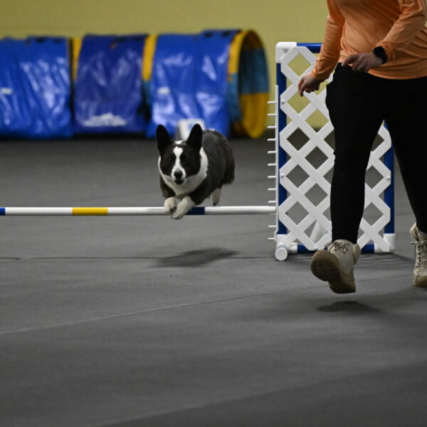 Audacity-Santin-15602