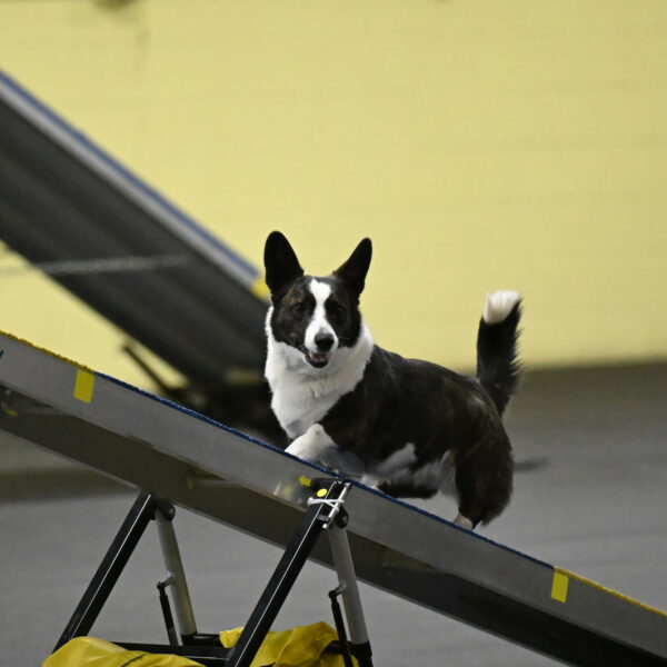 Audacity-Santin-15605