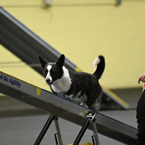 Audacity-Santin-15607