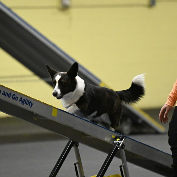 Audacity-Santin-15608