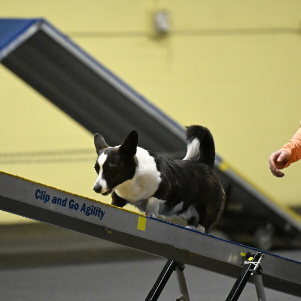 Audacity-Santin-15609