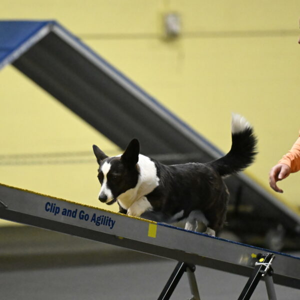 Audacity-Santin-15610