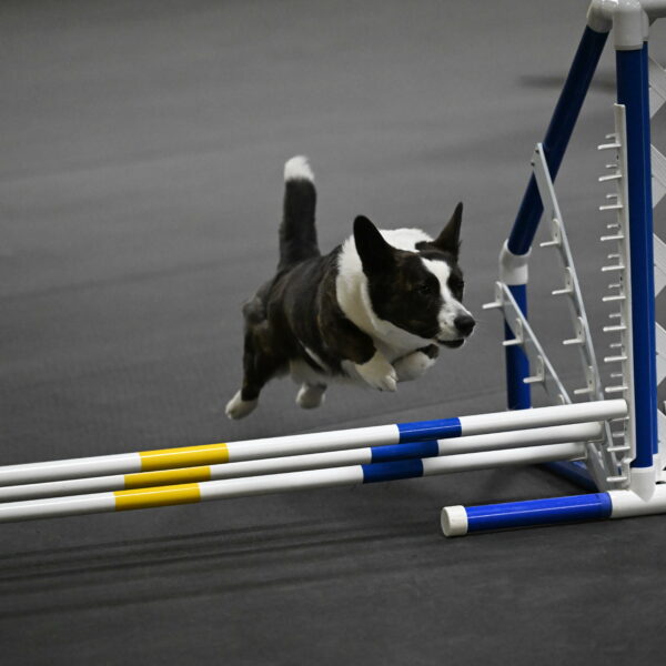 Audacity-Santin-15617