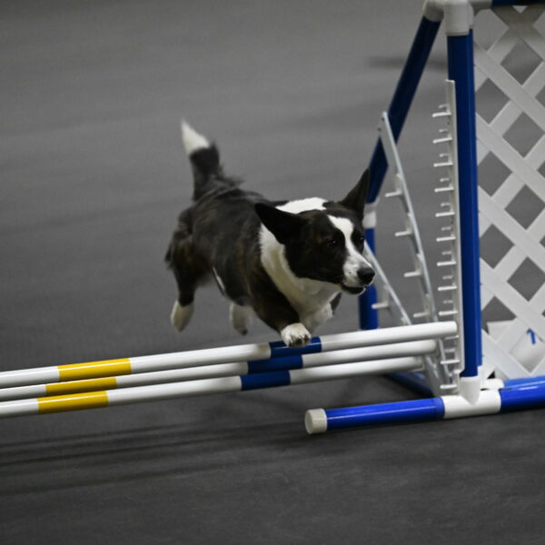 Audacity-Santin-15618