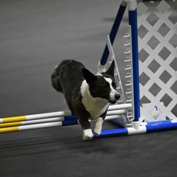 Audacity-Santin-15619