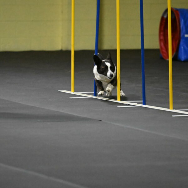 Audacity-Santin-15622