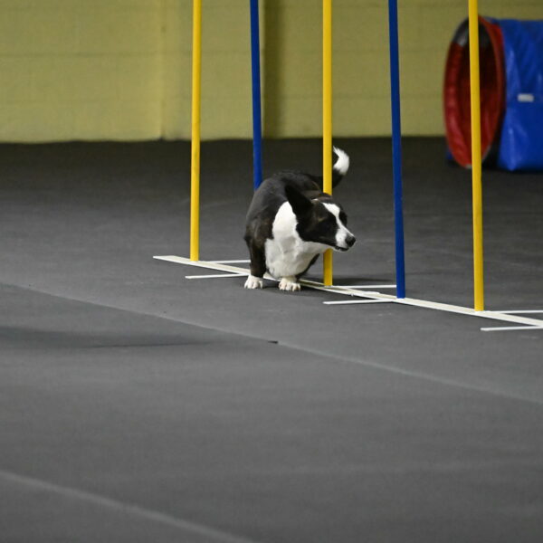 Audacity-Santin-15623