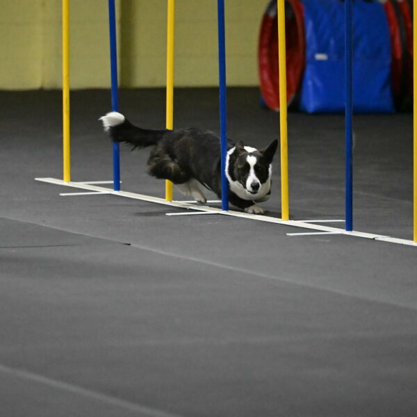 Audacity-Santin-15627