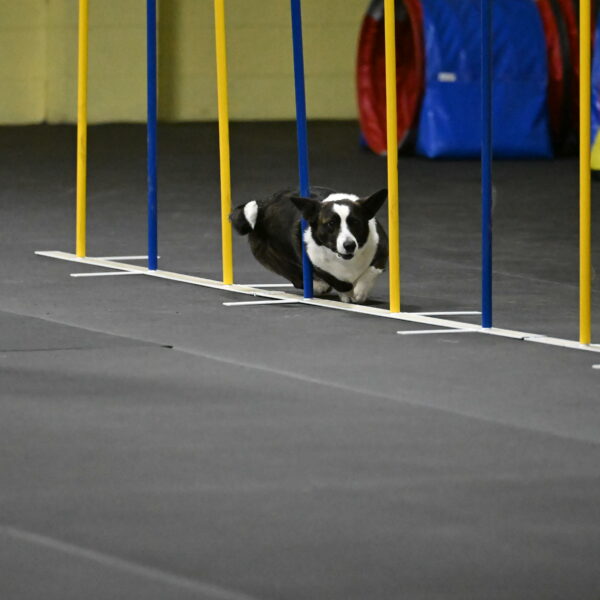 Audacity-Santin-15628