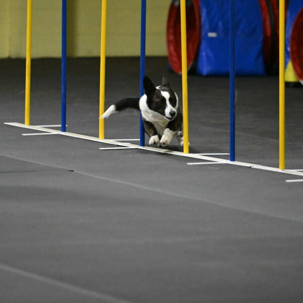 Audacity-Santin-15629