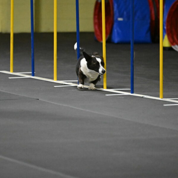 Audacity-Santin-15630