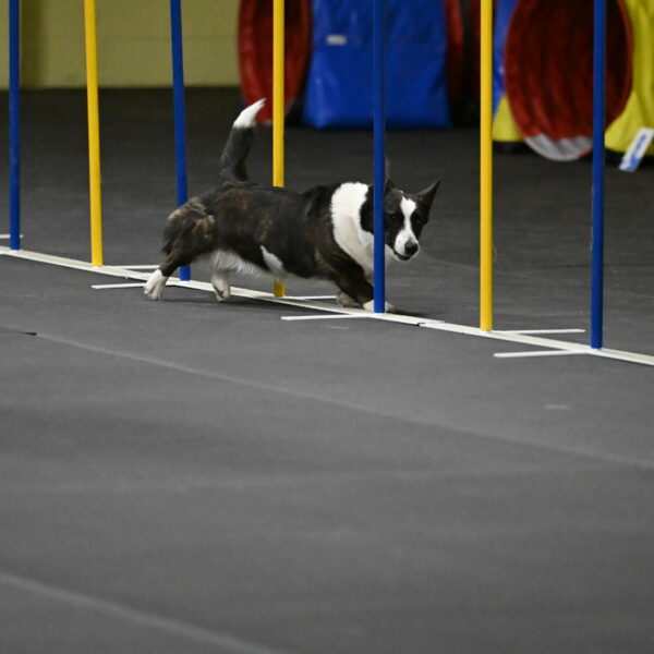 Audacity-Santin-15634